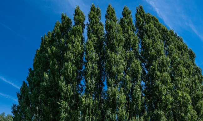 Theaterfestival Boulevard spreidt in tijd en ruimte