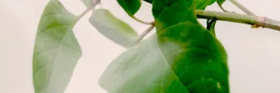 --